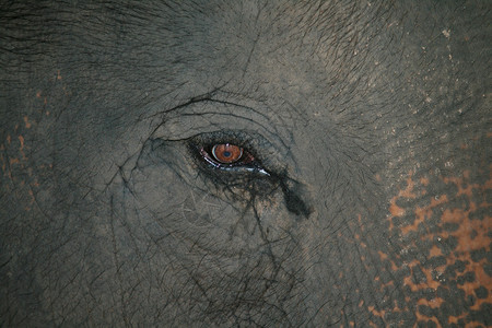 大象眼图片