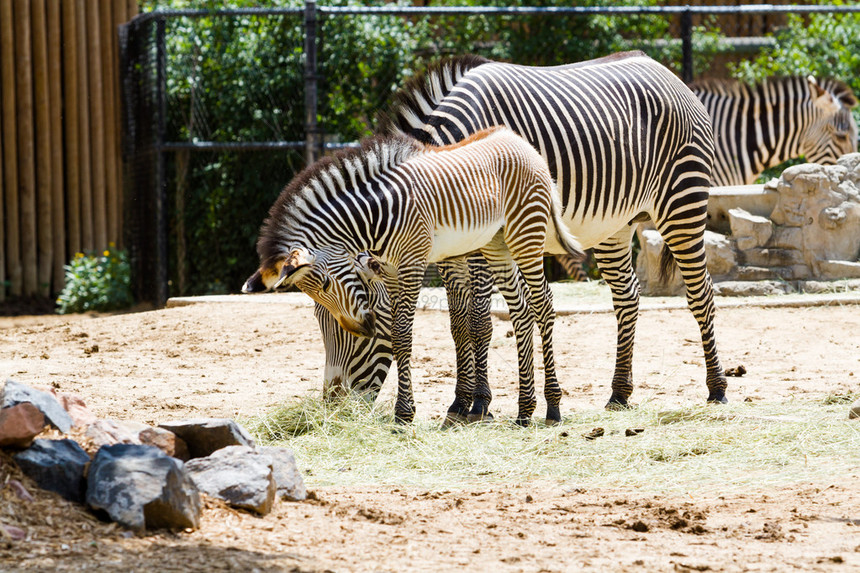 细纹斑马是最濒危的斑马种类图片