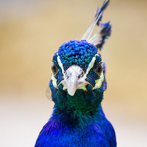 美丽的蓝印度梨鸡图片