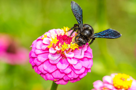 从ZinniaElegans花朵图片