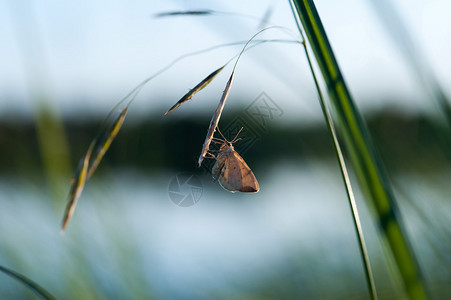 夜光照亮时坐在草地形状上的蝴蝶图片