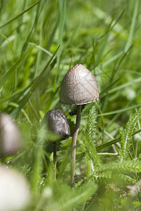 硫磺菌一种有毒的蘑菇图片