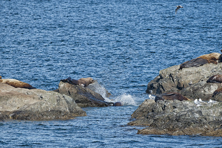 海豹狮子海豹图片