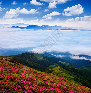 与开花领域的夏天山风景背景图片