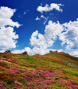 山上春暖花开夏日风景图片