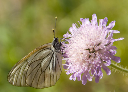 草地上的蝴蝶背景图片