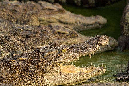 泰国农场里张着嘴的鳄鱼图片