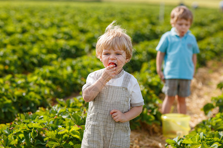 夏天在有机草莓农场的两个小男图片