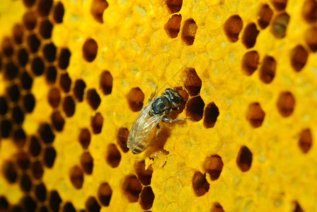 近距离观察蜂蜜在蜂蜜细胞图片