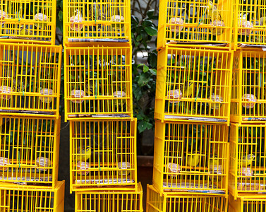 香港鸟类市场笼中的鸟图片