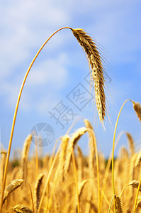 黄金成熟的大麦准备收割图片