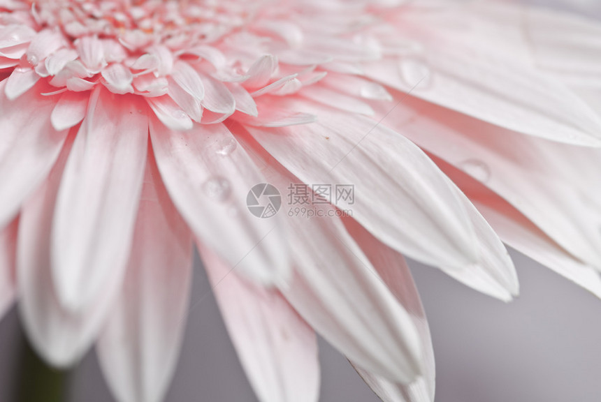 粉色菊花格贝图片