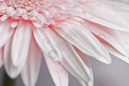 粉色菊花格贝图片