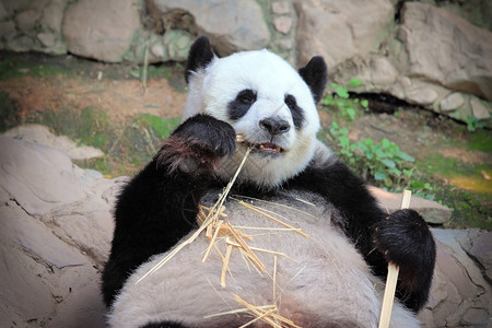 大熊猫吃竹子高清图片