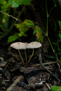 生长在森林里的蘑菇图片