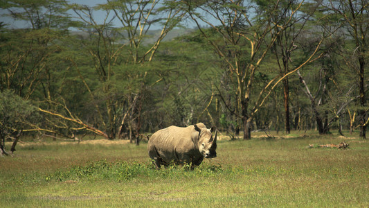 肯尼亚纳库鲁大裂谷的白犀牛图片