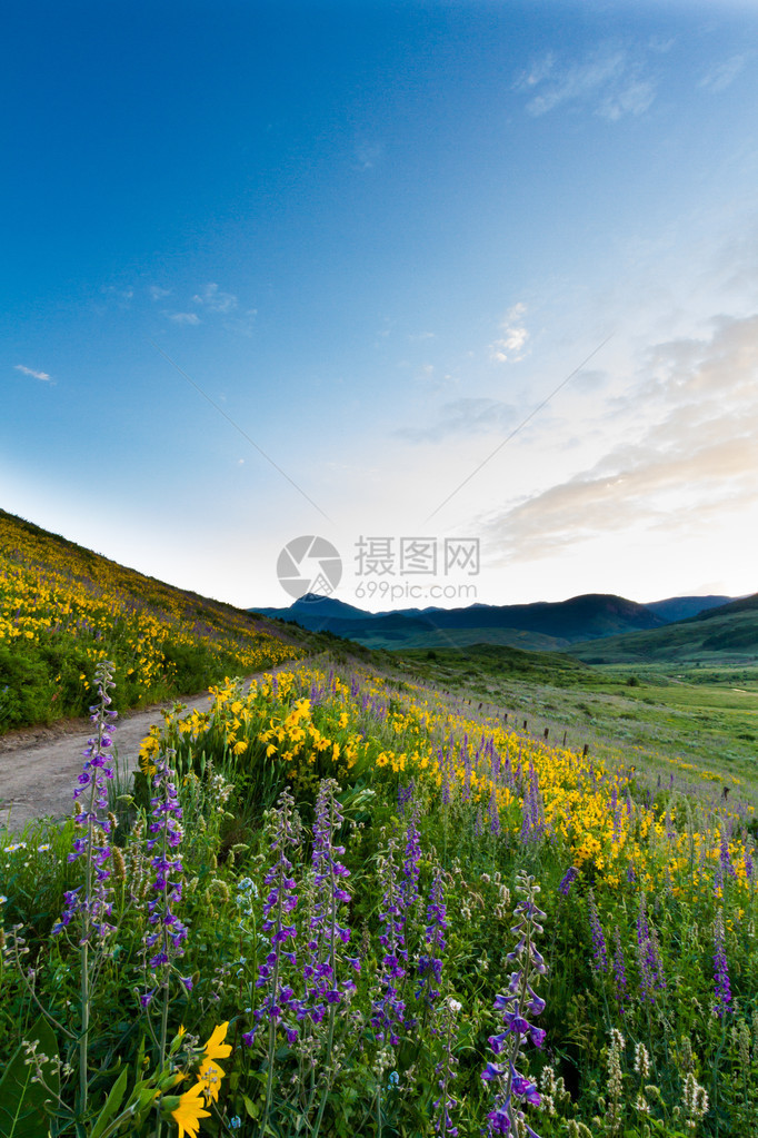 山上盛开的黄色野花图片