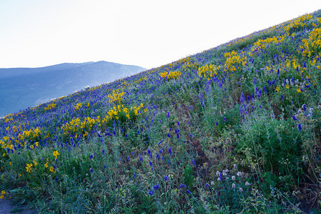 黄色和蓝色的野花在山上盛开图片