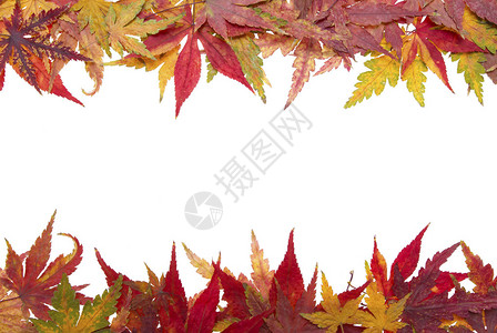 秋叶树的照片在白色图片