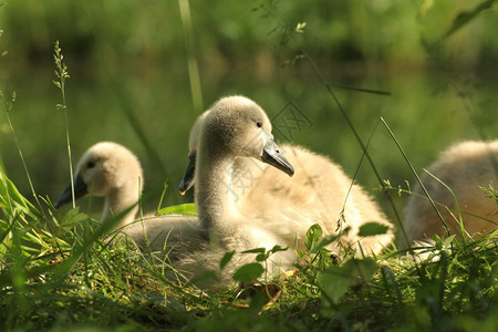 小天鹅早上在草地上休息图片