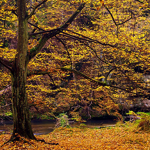 横跨多彩的秋季河岸在快速溪流下在老小图片