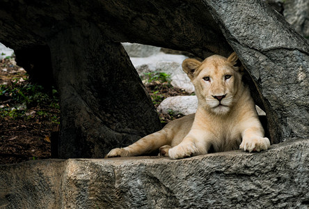 在山洞里休息的母狮图片