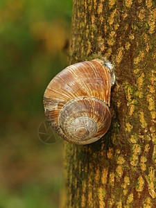在椴树棕色树皮上睡觉的蜗牛图片