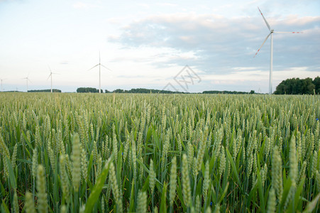 田野上的绿色麦穗图片