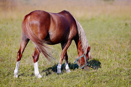 红马被放牧了马在牧场上马吃草图片