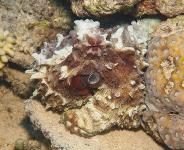 隐藏在热带珊瑚上的普通珊图片