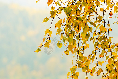 秋天森林里树枝上鲜艳的五颜六色的叶子图片