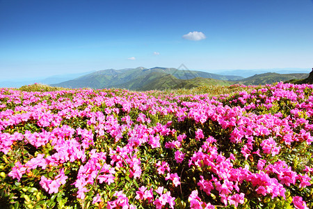 夏日山上花朵的粉图片