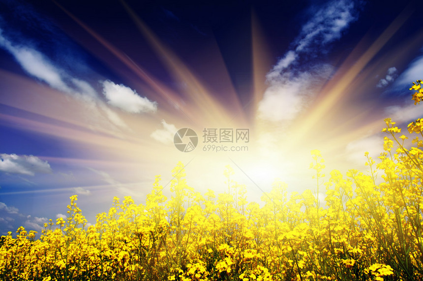黄田油菜的壮丽落日图片