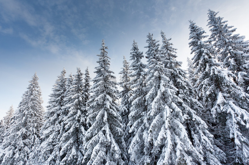 山上覆盖着白霜和雪的树木图片