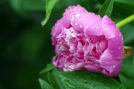 雨后小豆背景图片