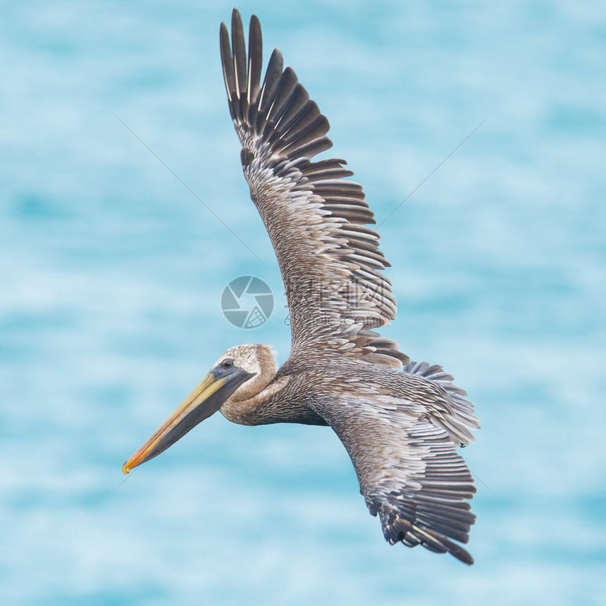 BrownpelicanPeecanusoccidicalis在加勒图片