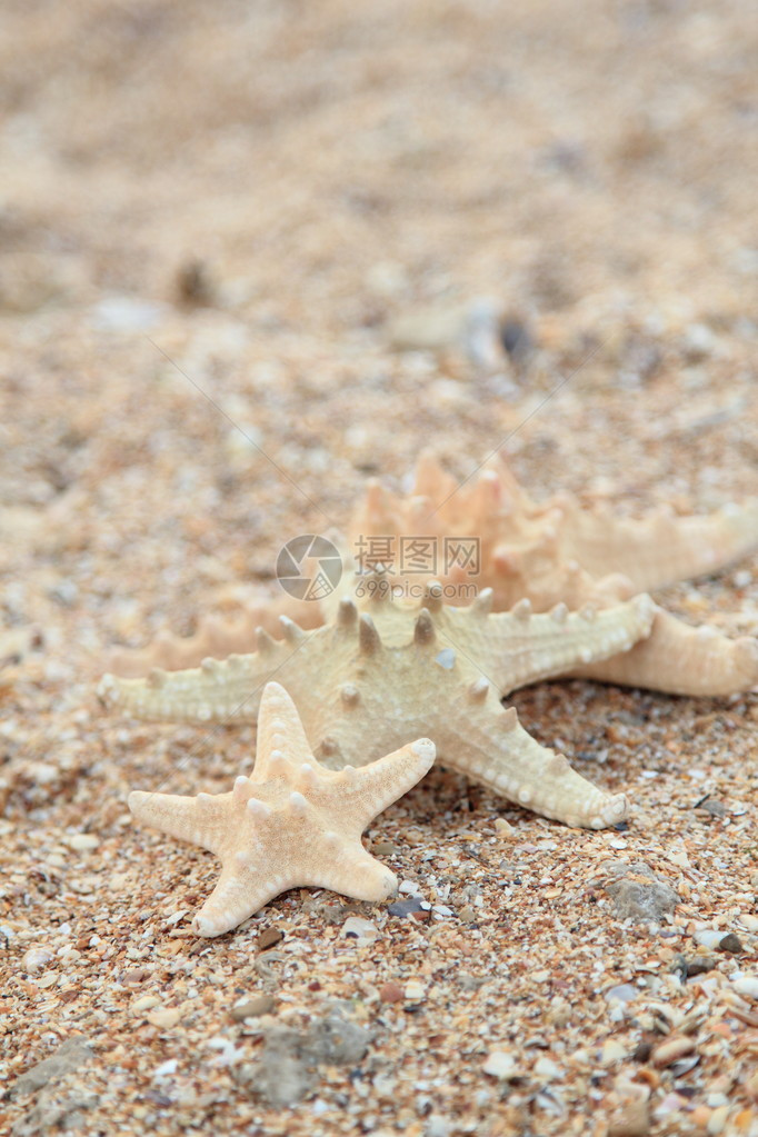 海星在沙滩砂中的海图片