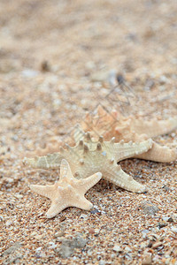 海星在沙滩砂中的海图片