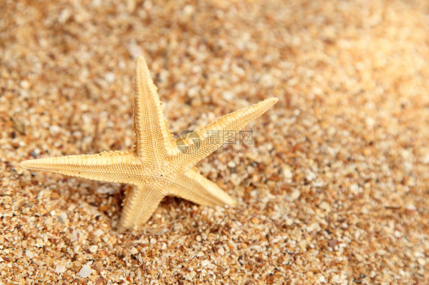 海星在海滩沙上的海象复制空图片
