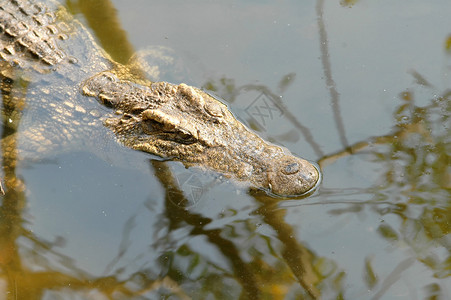 湖中的鳄鱼图片