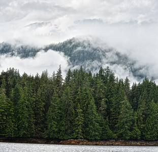 雾覆盖山上的松树图片