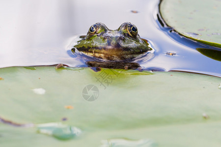池塘中常见青蛙图片