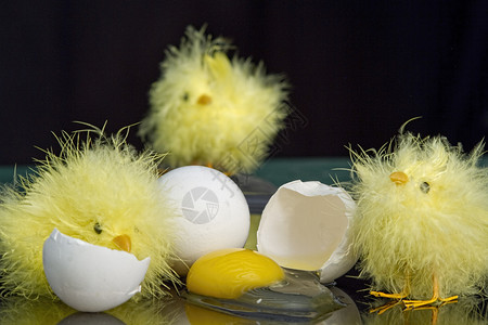 三个小毛玩具小鸡环绕鸡蛋用黄蛋碎图片