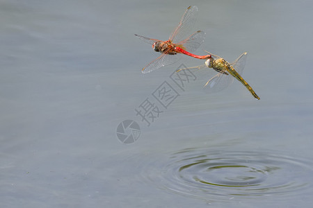 沼泽背景下相爱的蜻蜓夫妇图片