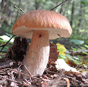 森林中的白蘑菇图片