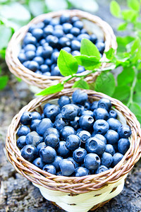 林中新鲜的蓝莓篮子新鲜成熟的浆图片