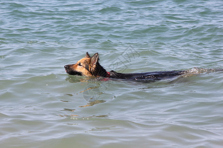 一条狗在海里游泳图片