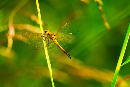 蜻蜓在自然界的草稻上图片