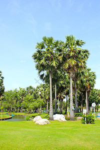 下午白天风景秀丽的棕榈树图片