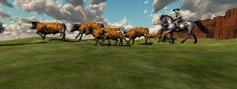 牛仔把一群牛从露天地带回牧场图片